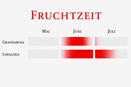 Fruchtzeit einer mittelfrühen und mittelspäten Erdbeersorte.