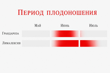 Среднеранние и средне-поздние сорта клубники