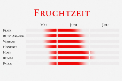 Fruchtzeit einer frühen Erdbeersorte.