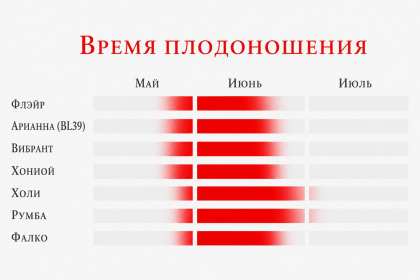 Очень ранние и ранние саженцы клубники