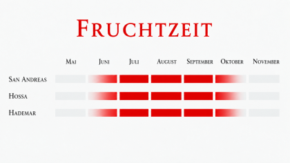 Immertragende Erdbeersorte