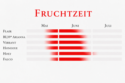 Fruchtzeit einer frühen Erdbeersorte.