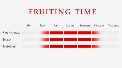 Fruiting time of an everbearing strawberry varieties