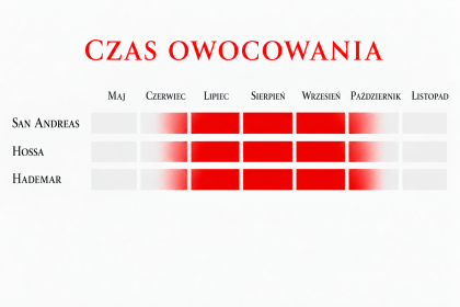 Czas owocowania odmian powtarzających