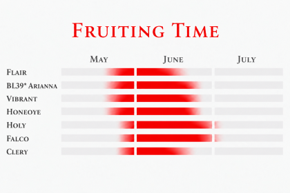 Fruiting time of a very early and early strawberry varieties