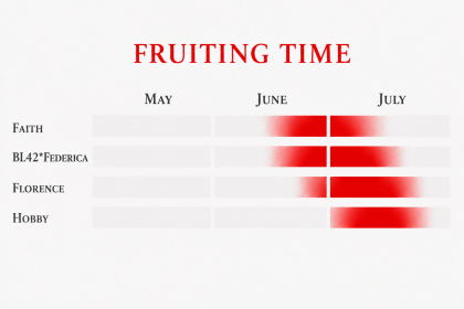 Fruiting time of a late strawberry varieties