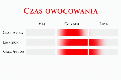 Odmiany truskawek o średniej porze dojrzewania